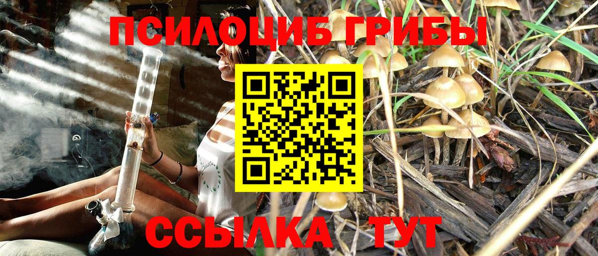 Галлюциногенные грибы Psilocybe Белебей